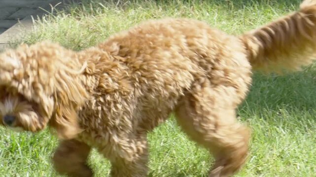 Poodle Relieving on the Grass