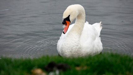 Mute swan swimming on a lake