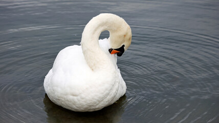Mute swan swimming on a lake