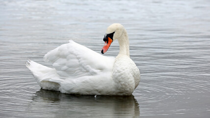 Mute swan swimming on a lake