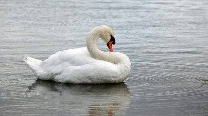 Mute swan swimming on a lake