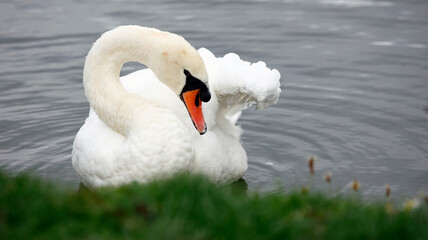 Mute swan swimming on a lake