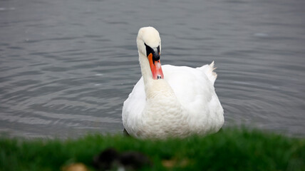 Mute swan swimming on a lake