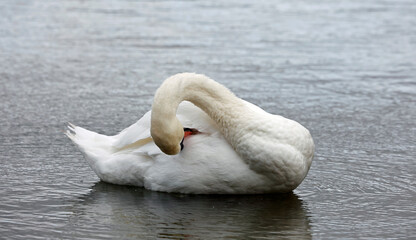 Mute swan swimming on a lake