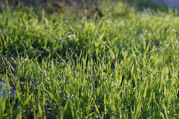 green grass with dew drops