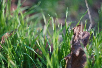 wild grass on the ground