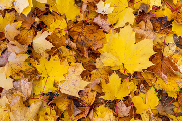 Colorful autumn background of fallen colorful leaves on the ground in a city park or garden. Autumn mood