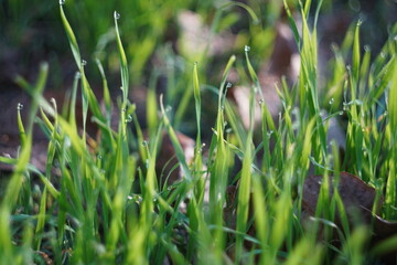close up of green grass