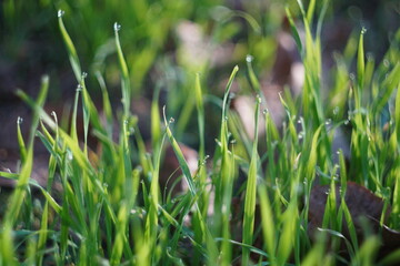 close up of green grass