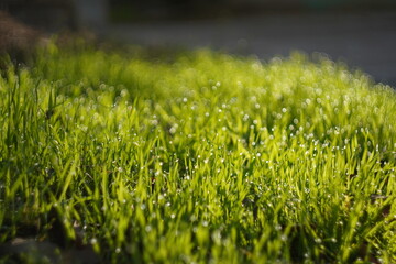 green grass on a sunny day