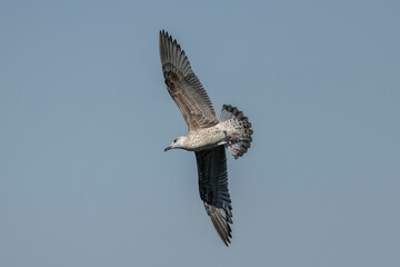 A lone seagull glides through a calm blue sky, wings fully spread and tail fanned, captured in mid-flight. Evokes freedom, coastal imagery, and the serene feel of daytime seascapes.