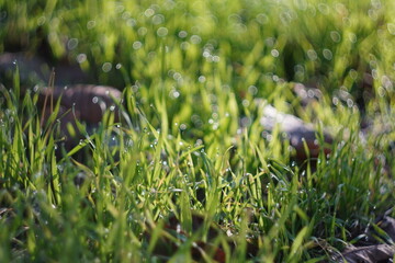 water drops on the grass