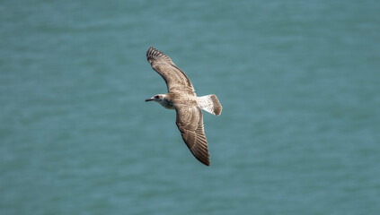 A lone seabird glides over blue-green waters, wings fully extended as it circles above the ocean. The image conveys freedom, movement, and the natural beauty of coastal wildlife.