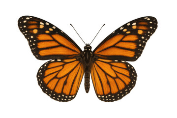 Fototapeta premium Monarch butterfly with open orange and black wings, showing intricate patterns against a transparent background