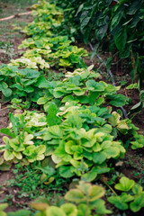 Strawberry leaves. Bushes with antennae, top view. Berry cultivation. A green garden.
