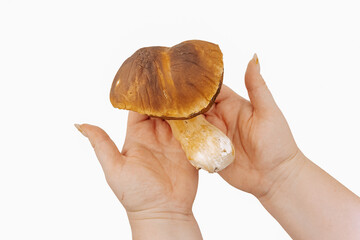 Wild forest mushrooms in hands isolated on white background, edible fungi and natural harvest concept