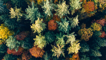 Aerial Top View of Vibrant Autumn Forest Canopy