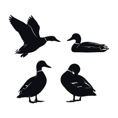 Silhouettes of four ducks in various poses showing flying and swimming bird life vector