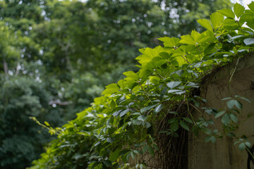 Maiden grapes. Five-leaf wild grapes. Wild grapes wrap around a concrete slab