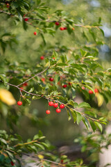 Cherry trees in the garden. Cherry orchard. Red cherry trees in summer. Cherry on the tree