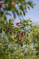 Cherry trees in the garden. Cherry orchard. Red cherry trees in summer. Cherry on the tree