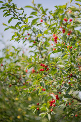 Fototapeta premium Cherry trees in the garden. Cherry orchard. Red cherry trees in summer. Cherry on the tree