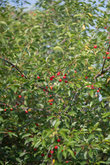 Cherry trees in the garden. Cherry orchard. Red cherry trees in summer. Cherry on the tree