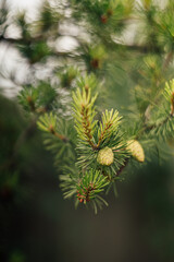 Pine branches. Cones on a pine branch. Green cones on a pine branch.