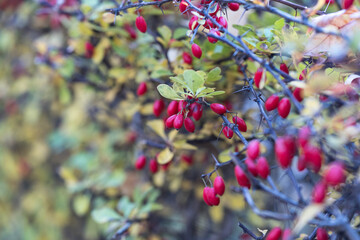 Red barberry berries on thorny branches in autumn