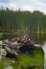 A duck with small ducklings by the lake. Duck and ducklings sleeping by the water