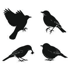 Four silhouetted blackbirds in various poses capturing nature's avian grace and movement vector