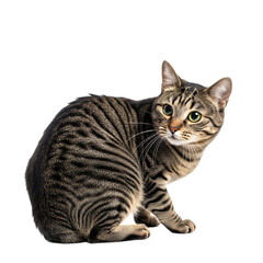 Fototapeta premium Alert European Shorthair Tabby Cat Sitting and Looking Sideways with Green Eyes: Isolated Portrait