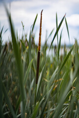 Fototapeta premium The reed. Marsh plants. A reed by a pond