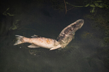 Fototapeta premium Dead fish in the lake. A dead pike. A dead fish