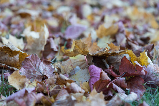 Autumn dry maple leaves lying on the ground