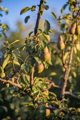 A pear tree on a branch. The pear tree. A fresh pear on a branch