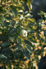 Apples on a branch. The apple tree. Green apples on a branch