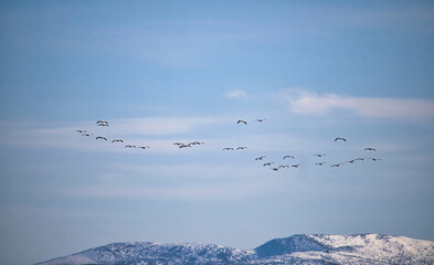 Geese flying near Delta Junction, Alaska