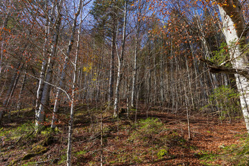 Forest landscape by the lake in Austria