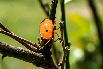 Bronze orange Bug (Musgraveia sulciventris) on a citrus plant