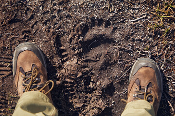 Fototapeta premium A bear's footprint on the ground and a tourist's boots