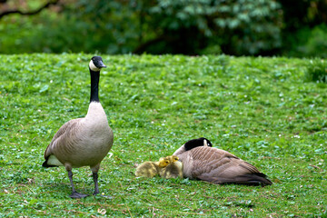 Canada Geese and Goslings Sleeping. Canada Geese protecting goslings while resting.
