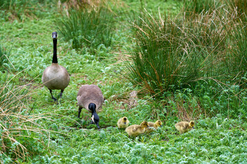 Canada Geese and Goslings Feeding. A Canada Goose protecting goslings while feeding.

