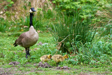 Canada Geese and Small Goslings Feeding. A Canada Goose protecting goslings while feeding.
