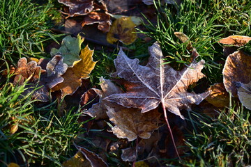 Close-up of frosted maple leaves lying on cold morning grass, showing autumn to winter seasonal transition and natural texture.