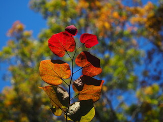 redbud fall foliage against oak tree in background