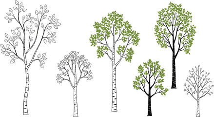 Birch tree illustration, seasonal foliage, growth stages, white trunk, black markings, green canopy, stylized nature art, botanical concept