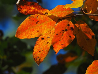 colorful fall foliage