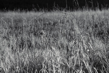 Krajobraz, Natura, Piękny widok, Góry, Mgła, Drzewa, Las, Landscape, Nature, Beautiful View, Mountains, Fog, Trees, Forest,