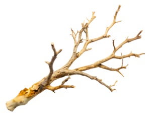 A single, dry, gnarled tree branch with intricate details, isolated on a clean transparent background